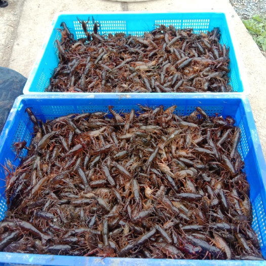 台州龙虾苗