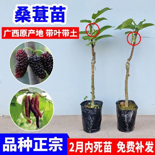 灵山县 【当年结果,产量高】嫁接苗长果桑苗桑树四季长果桑超长果