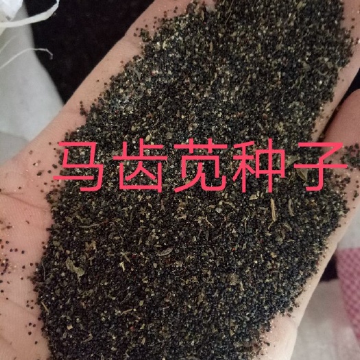 安国市 优质马齿苋种子