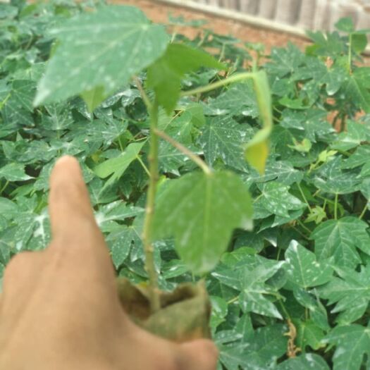 灵山县红心木瓜苗