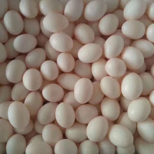 福州 鸽子蛋，鹅蛋