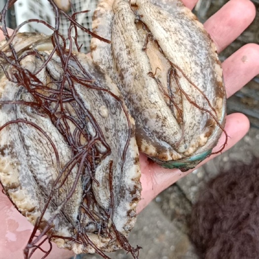 连江县 鲍鱼直销