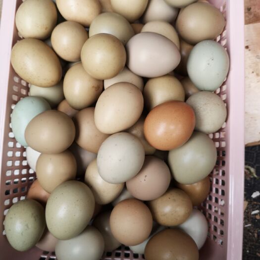 玉环市 七彩山鸡种蛋孔雀蓝山鸡蛋受精蛋