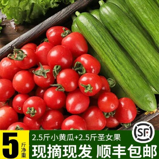 潍坊千禧圣女果  现摘混装新鲜蔬菜圣女果水果黄瓜组合与圣女果水果