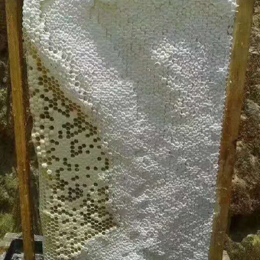 桂平市金兴蜂业，各种蜜蜂业务