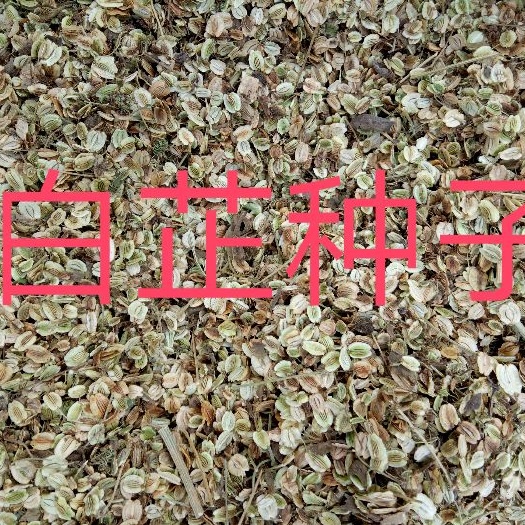 安国市白芷种子
