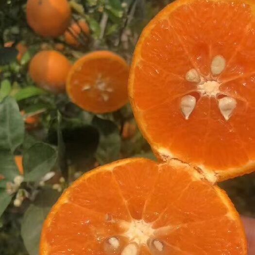 成都 🍊 茂谷柑
不时不食‮来，‬得早不如来得好在‮美最‬的季节