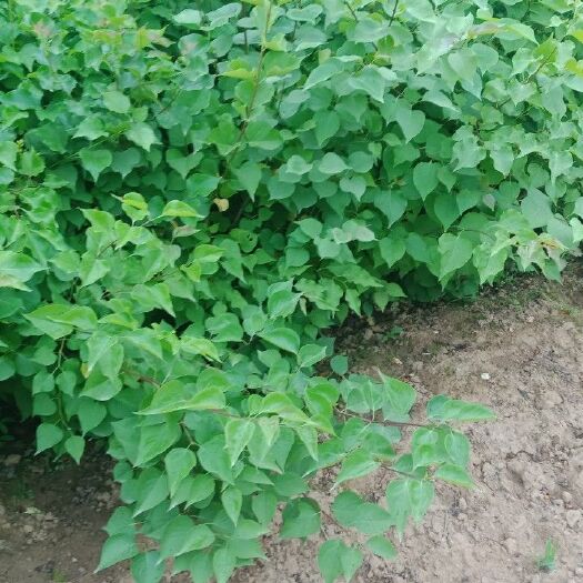 周至县营养钵/营养杯 营养钵金叶女贞，丁香花，连翘，红叶李，紫叶矮，龙柏，地柏等