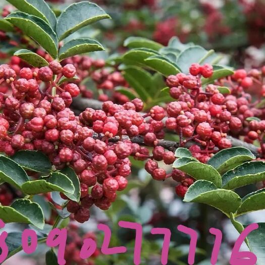 汉源县 正宗汉源花椒苗，包活