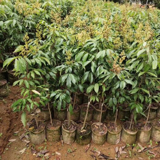 灵山县妃子笑荔枝苗 荔枝妃子笑