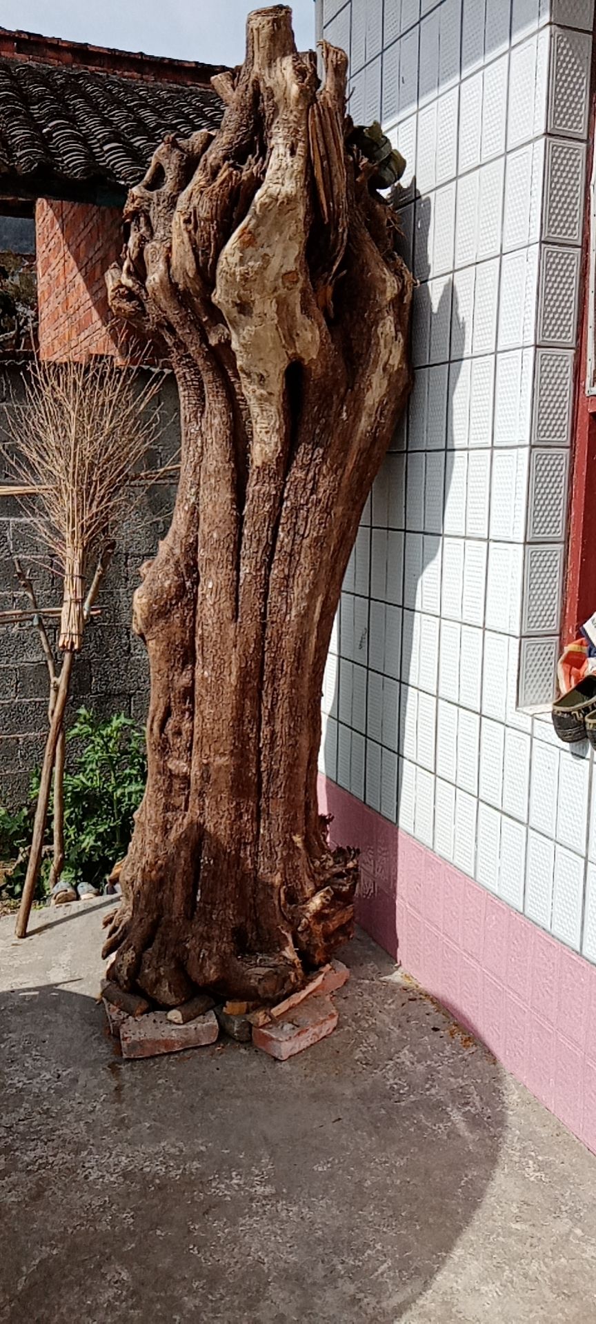 千年黄杨木大桩 根雕,需要的联系