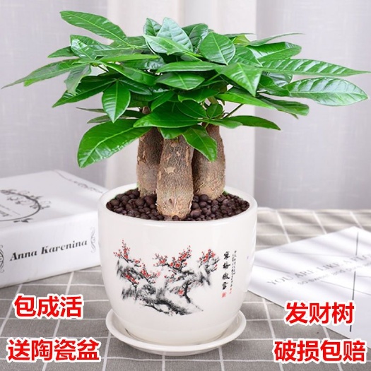 沭阳县 发财树盆栽室内客厅桌面绿植小盆景大发财树苗招财树吸甲醛植物