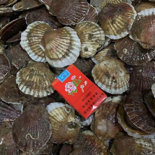 大连虾夷扇贝 夏夷贝肥度好，现在正是肥的季节