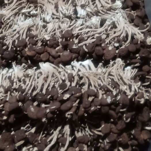 广昌县广昌5号茶树菇，农家自制，无任何防腐剂，诚信经营农户直发