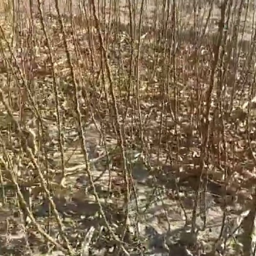 阳高县 出售大接杏树苗价优，质价