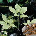 恩施市 恩施竹节参.党参.七叶一枝花.贝母.大黄成品及种苗种子