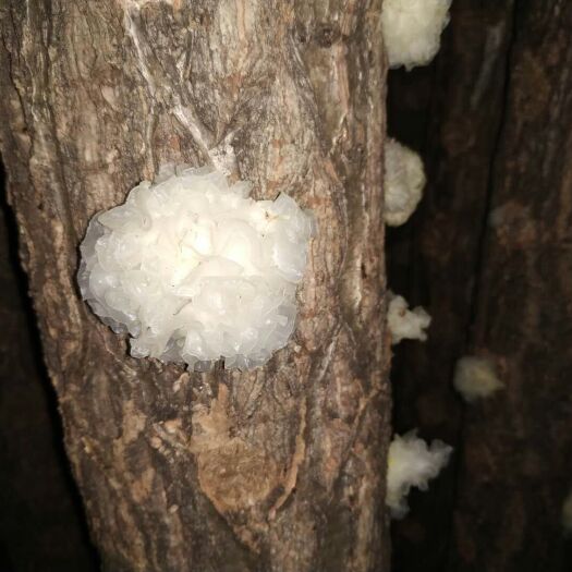 桐柏县银耳  椴木银耳种植基地  通江银耳 雪耳自产自销