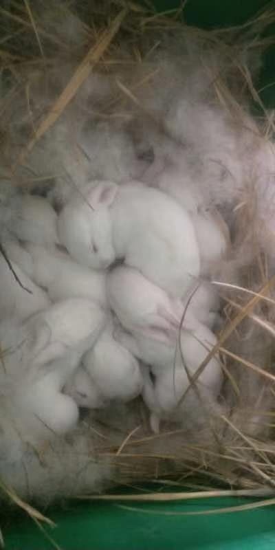 喀喇沁旗 新西兰肉兔