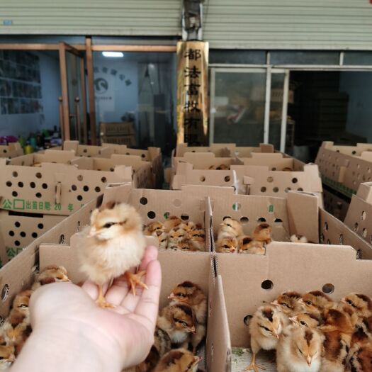 南宁灵山土鸡 厂家直销欢迎参观考察一手货源