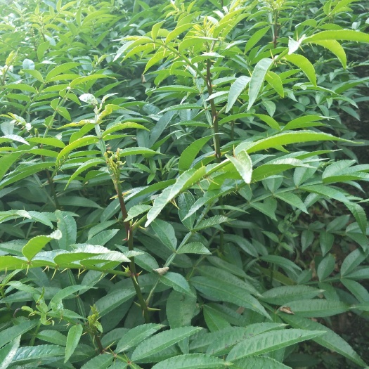 曲靖花椒苗 青花椒苗，九叶青花椒苗，大红袍花椒苗 基地直供