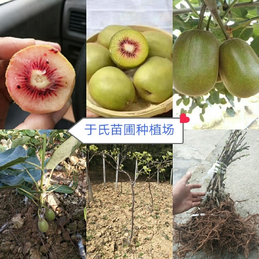 南江县红阳猕猴桃苗  红心猕猴桃苗  红心红阳基地直供猕猴桃嫁接苗