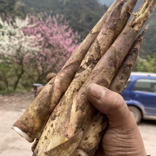 雷波县罗汉竹