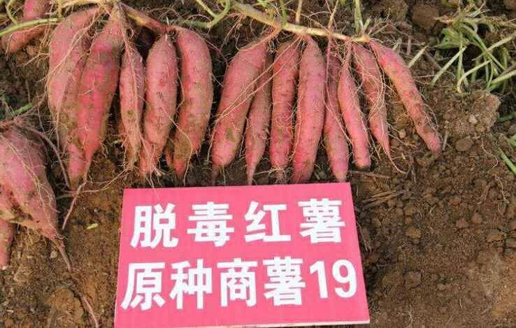 商薯19红薯苗  红薯苗商薯19淀粉薯西瓜红龙薯九号徐薯18紫薯等