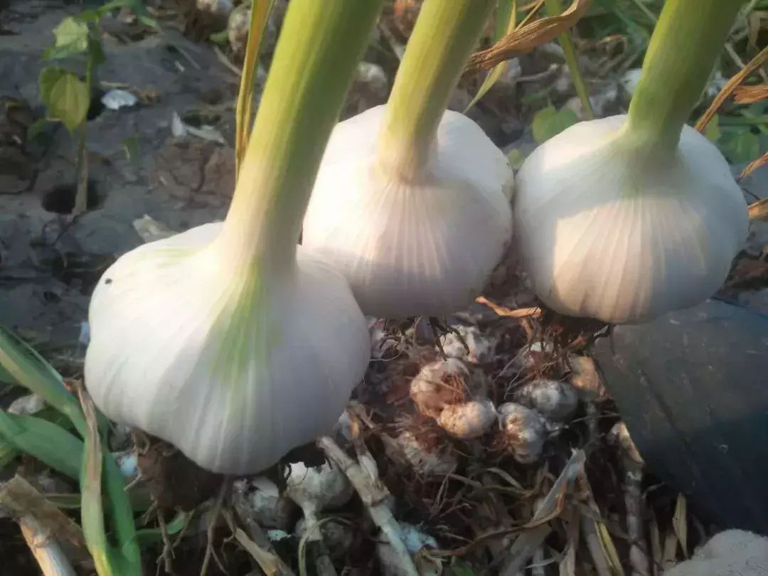 农户白皮大蒜