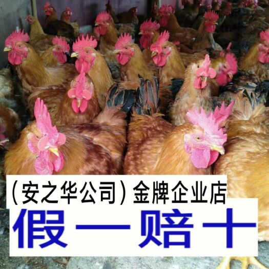 南宁麻鸡苗  金陵花鸡苗，承诺:假一赔十