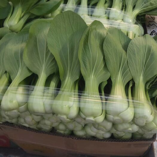 邯郸 上海青小油菜