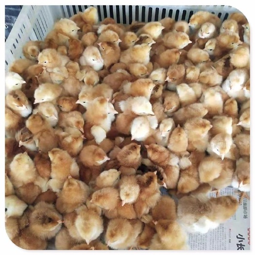 南宁 三黄鸡苗