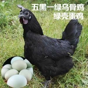 黄平县 乌鸡