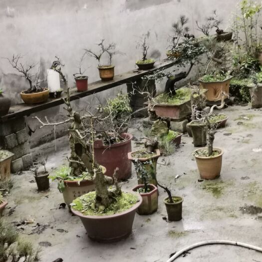 遵义石榴盆景 盆景出售