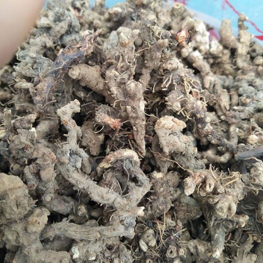 短角淫羊藿  淫羊鶴