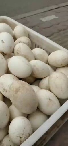 滑县鲜鹅蛋 食用 箱装