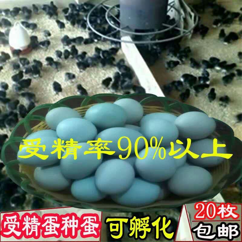 抚州乌骨鸡种蛋 可孵化蛋土鸡种蛋受精蛋五黑一绿鸡种蛋孵化20枚包邮黑凤乌鸡种