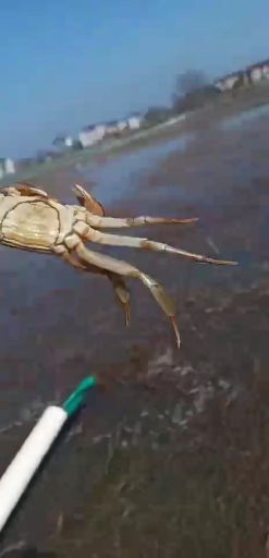 宣城河蟹苗 优质河道苗