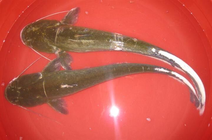 佛山革胡子鲶鱼苗  大口鲶鱼苗