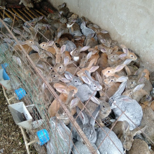 阜阳肉兔  兔子