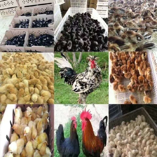 永修县 出售批发土鸡苗麻鸡苗三黄鸡大种九斤红等需要联系