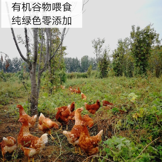 香河县土鸡蛋 食用 箱装
