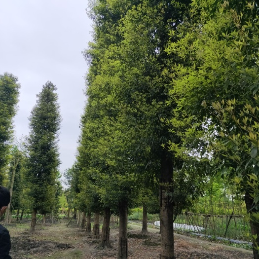 成都普通楠木 价格便宜质量保证