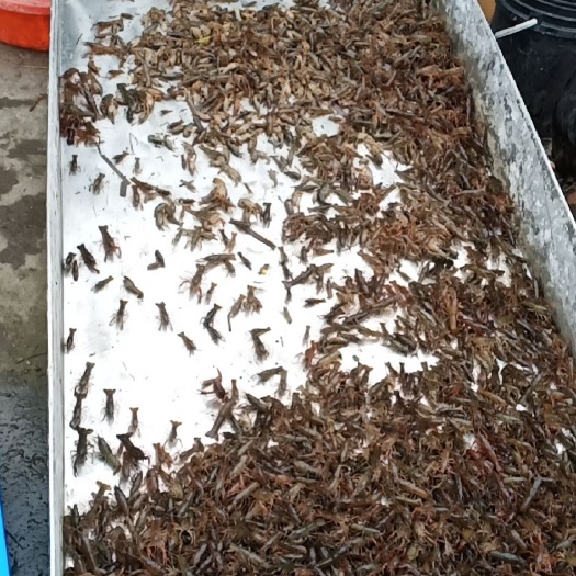 平阳县小龙虾苗  小龙虾虾苗