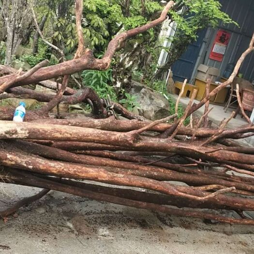 光泽县刺楠盆景 精品大叶刺楠桩