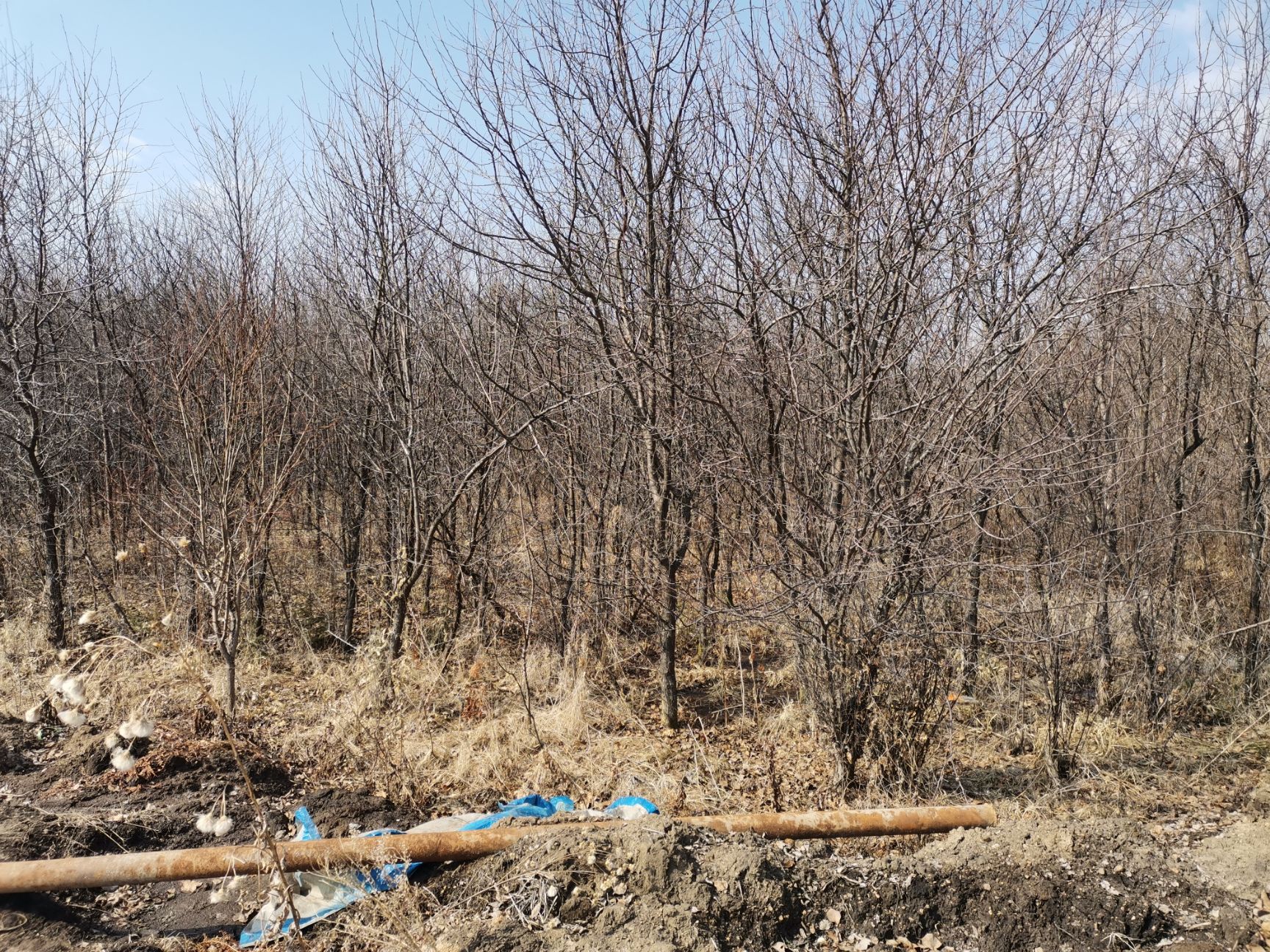 伊春寒丁子 小兴安岭乡土树种山丁子