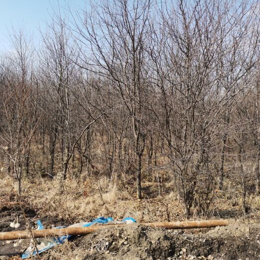 伊春寒丁子 小兴安岭乡土树种山丁子