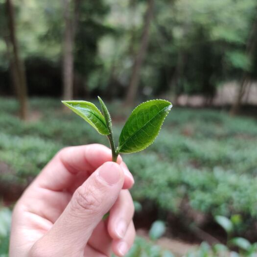 河源有机红茶 广东省目前微一树下套种放养茶