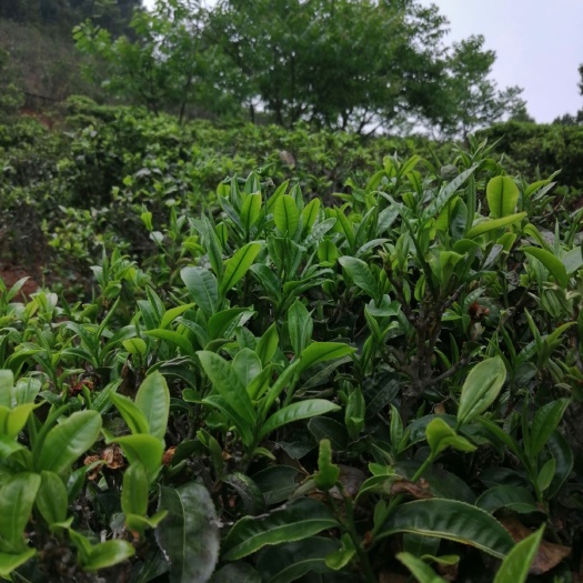 永德县竹叶青茶 云南临沧深山茶叶，白云上的茶叶