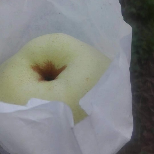 汉源县蜜梨 回味无穷