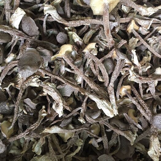 珠海鹿茸菇干货A货